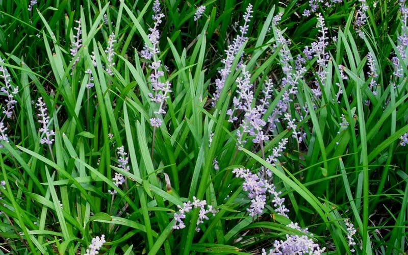 Creeping Lilyturf - Liriope Spicata - 10 Pack Of Pint Pots - Image 4