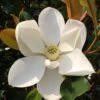 Kay Parris Southern Magnolia - 7 Gallon Pot (4-5')