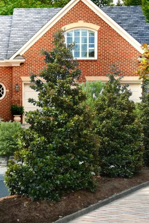 Kay Parris Southern Magnolia - 7 Gallon Pot (4-5') - Image 4