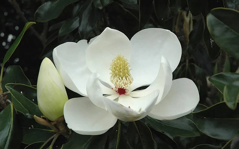 Kay Parris Southern Magnolia - 7 Gallon Pot (4-5') - Image 8