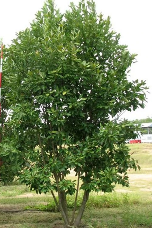 Moonglow Sweetbay Magnolia Tree (Magnolia Virginiana 'Jim Wilson') - 1 Gallon Pot - Image 4