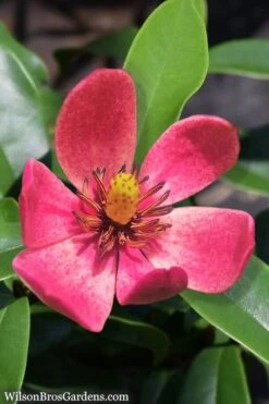 Stellar Ruby Magnolia X Figo - Banana Shrub Hybrid - 1 Gallon Pot