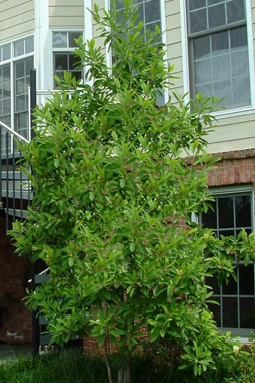 Northern Belle Sweetbay Magnolia Tree - Magnolia Virginiana - 3 Gallon Pot - Image 4