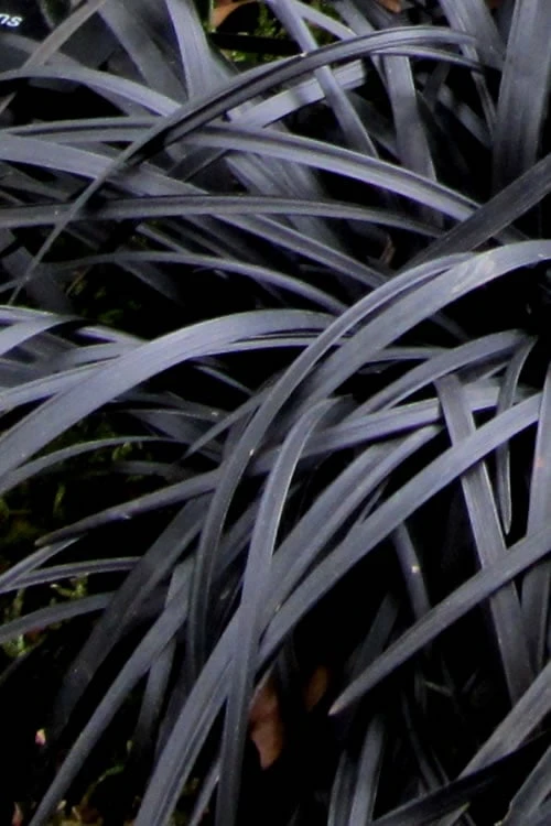 Black Mondo Grass - Ophiopogon Planiscapus 'Nigrescens' - 10 Pack Of Pint Pots - Image 7