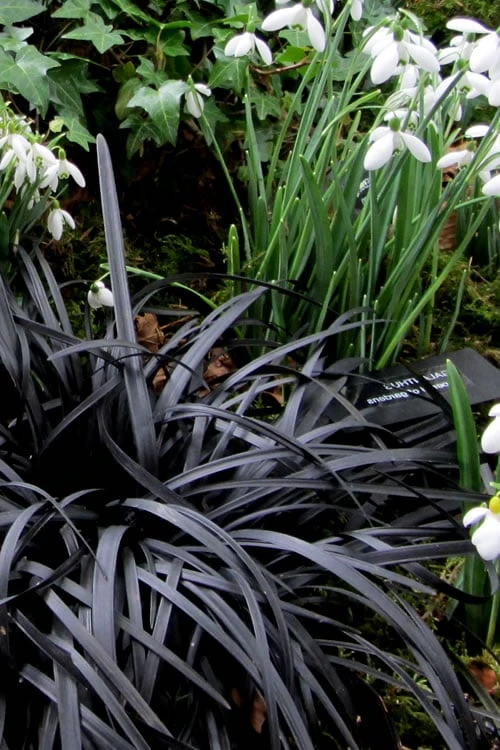 Black Mondo Grass - Ophiopogon Planiscapus 'Nigrescens' - 10 Pack Of Pint Pots - Image 6