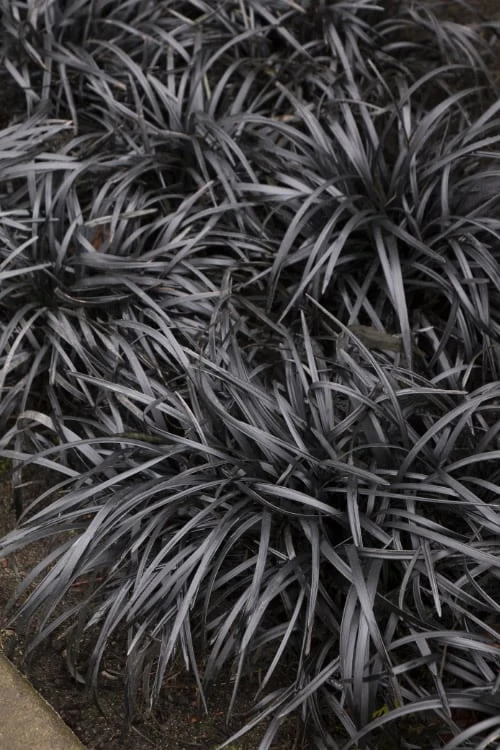 Black Mondo Grass - Ophiopogon Planiscapus 'Nigrescens' - 10 Pack Of Pint Pots