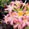 Candy Stripe Native Azalea (Rhododendron Flammeum) - 3 Gallon Pot