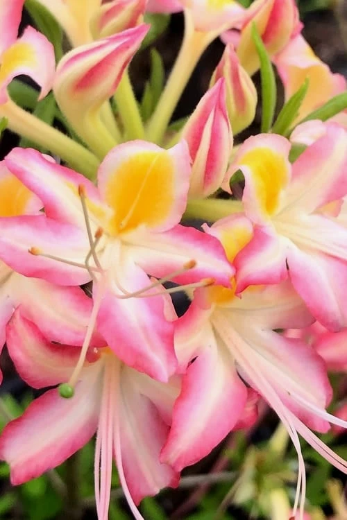 Candy Stripe Native Azalea (Rhododendron Flammeum) - 3 Gallon Pot - Image 4