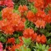 Great Balls Of Fire Aromi Azalea (Rhododendron) - 1 Gallon Pot