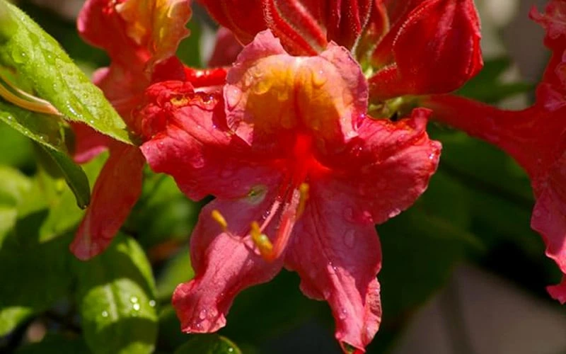 Jeb Stuart Native Azalea (Rhododendron) - 3 Gallon Pot - Image 4