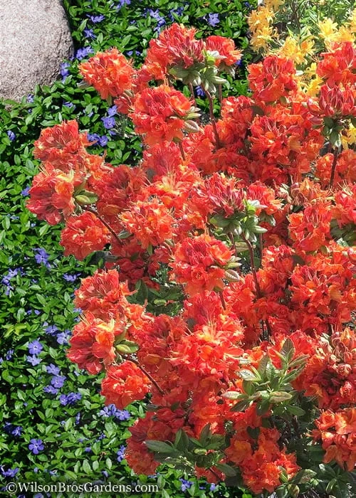 Mary Poppins Azalea (Rhododendron) - 5 Gallon Pot - Image 5