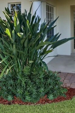 Pringles Dwarf Podocarpus Yew - 3 Gallon Pot