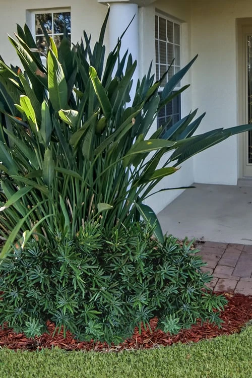 Pringles Dwarf Podocarpus Yew - 3 Gallon Pot