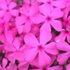 Drummond's Pink Creeping Phlox - 1 Gallon Pot