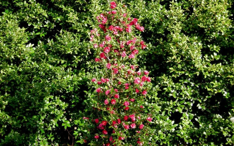 October Magic Rose Camellia - 3 Gallon Pot - Image 5