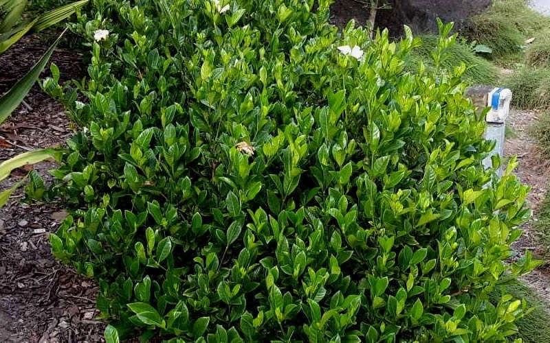 August Beauty Gardenia - 1 Gallon Pot - Image 6