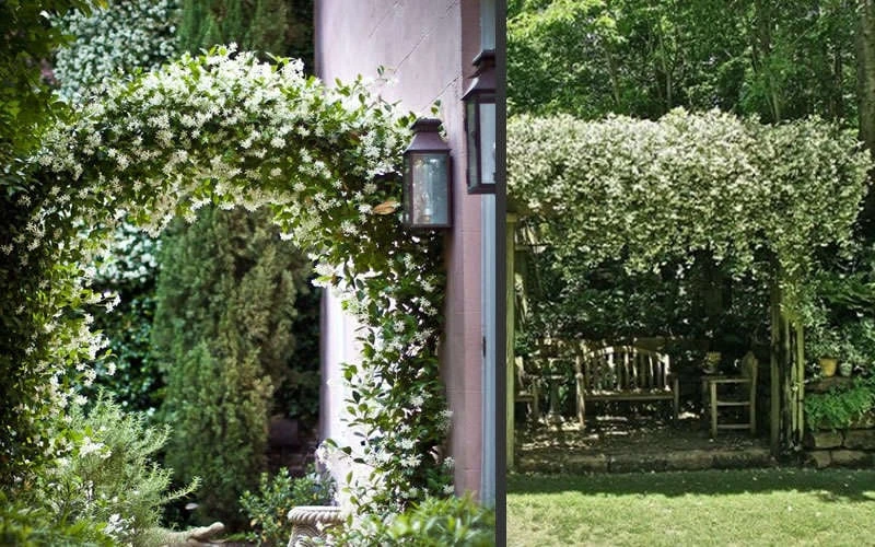 Madison Confederate Jasmine - 2 Gallon Pot - Image 6