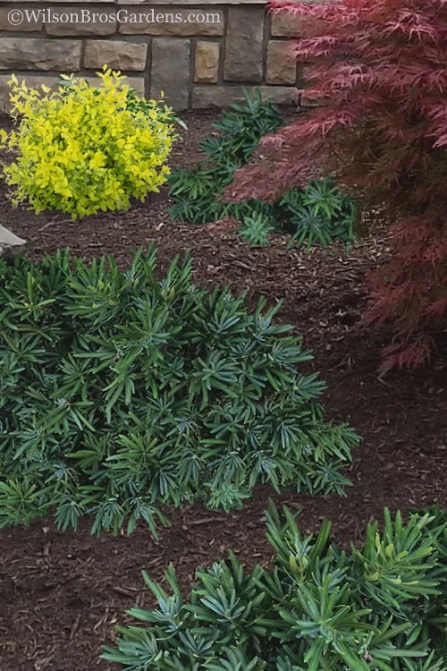 Pringles Dwarf Podocarpus Yew - 3 Gallon Pot - Image 4