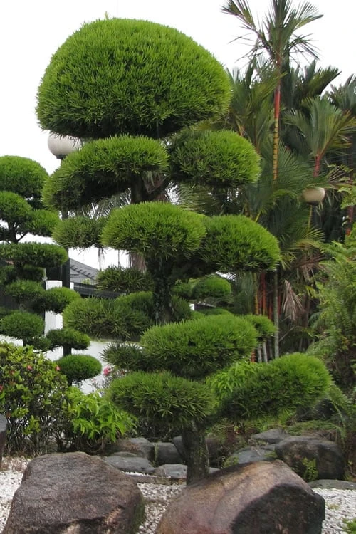 Podocarpus Macrophyllus Upright Yew - 3 Gallon Pot - Image 7