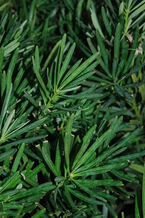 Podocarpus Macrophyllus Upright Yew - 3 Gallon Pot - Image 10