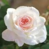 Brindabella Touch Of Pink Shrub Rose - 3 Gallon Pot