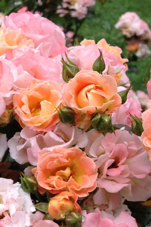 Peach Drift Groundcover Rose - 2 Gallon Pot - Image 5
