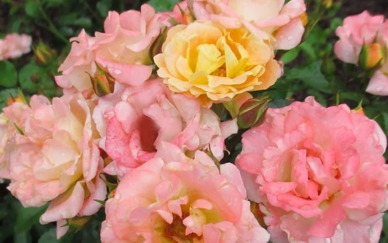 Peach Drift Groundcover Rose - 2 Gallon Pot - Image 4