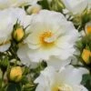 Popcorn Drift Groundcover Rose - 3 Gallon Pot
