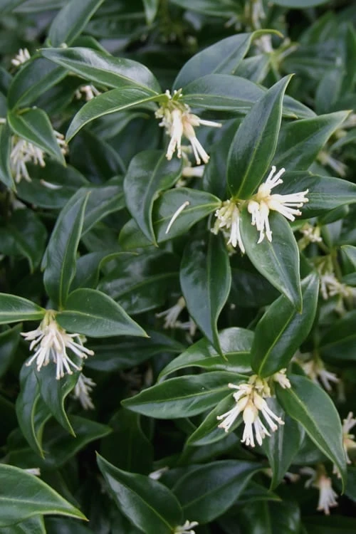Confused Sweet Box (Sarcococca Confusa) - 6 Pack Of 1 Gallon Pots
