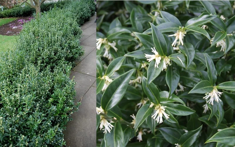 Confused Sweet Box (Sarcococca Confusa) - 6 Pack Of 1 Gallon Pots - Image 8