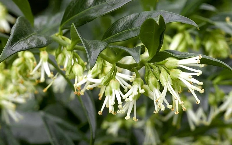 Confused Sweet Box (Sarcococca Confusa) - 6 Pack Of 1 Gallon Pots - Image 6