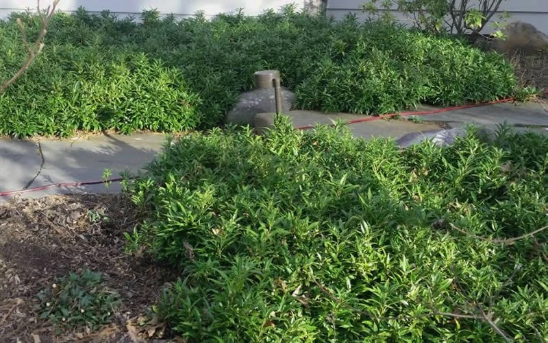 Confused Sweet Box (Sarcococca Confusa) - 6 Pack Of 1 Gallon Pots - Image 5