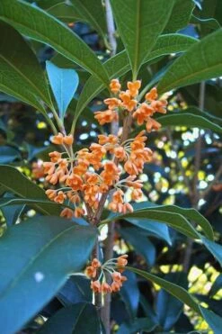 Apricot Echo Tea Olive - Osmanthus Fragrans Aurantiacus - 1 Gallon Pot
