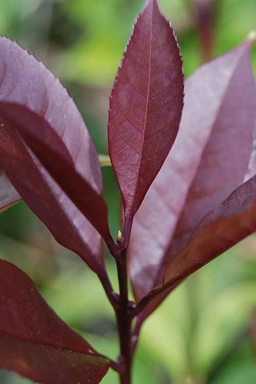 Apricot Echo Tea Olive - Osmanthus Fragrans Aurantiacus - 1 Gallon Pot - Image 5