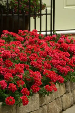 EnduraScape Red Verbena - 5 Pack Of Quart Pots