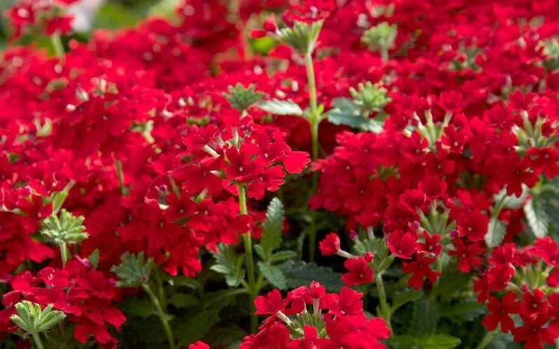EnduraScape Red Verbena - 5 Pack Of Quart Pots - Image 5