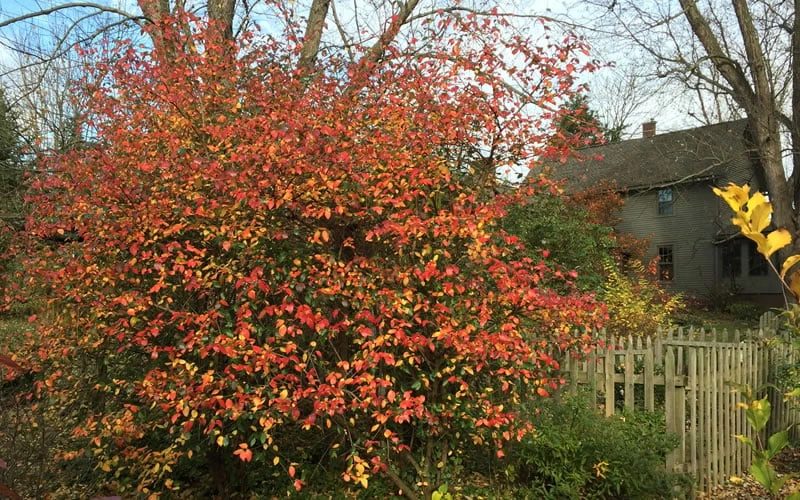 Fragrant Mohawk Viburnum Burkwoodi - 1 Gallon Pot - Image 6