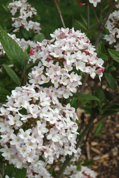 Fragrant Mohawk Viburnum Burkwoodi - 1 Gallon Pot - Image 7