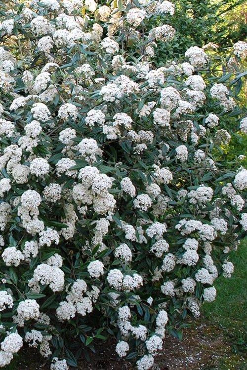 Fragrant Mohawk Viburnum Burkwoodi - 1 Gallon Pot - Image 5