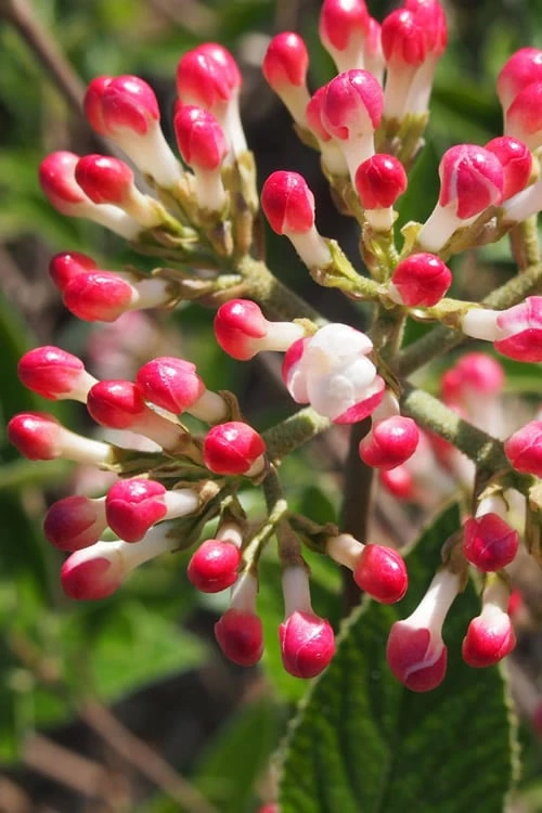 Fragrant Mohawk Viburnum Burkwoodi - 1 Gallon Pot - Image 4