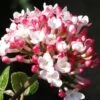 Fragrant Mohawk Viburnum Burkwoodi - 3 Gallon Pot