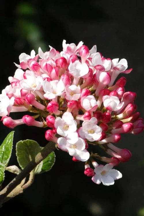 Fragrant Mohawk Viburnum Burkwoodi - 1 Gallon Pot