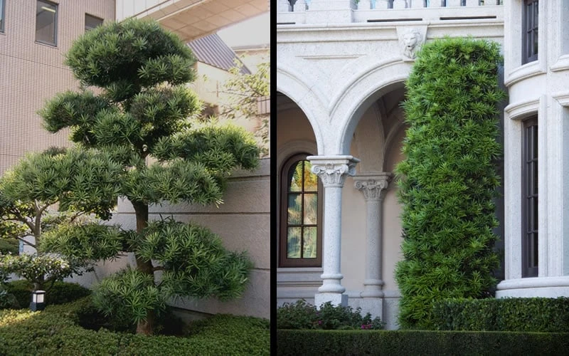 Podocarpus Macrophyllus Upright Yew - 3 Gallon Pot - Image 8