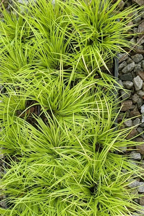 Dwarf Golden Sweet Flag - Acorus Gramineus 'Minimus Aureus' - 10 Pack Of Pint Pots - Image 6