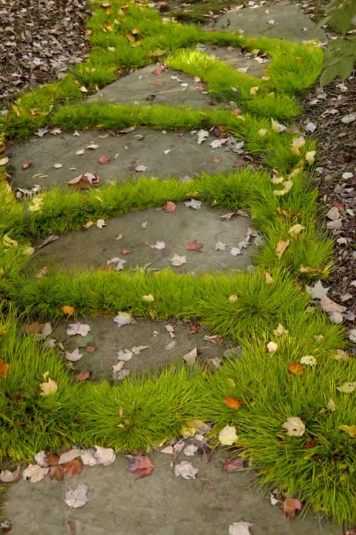 Dwarf Golden Sweet Flag - Acorus Gramineus 'Minimus Aureus' - 10 Pack Of Pint Pots - Image 4