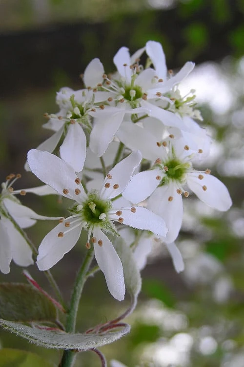 Autumn Brilliance Serviceberry Tree - 7 Gallon Pot (4-5') - Image 5