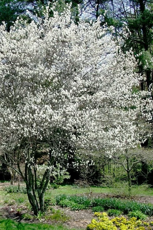 Autumn Brilliance Serviceberry Tree - 7 Gallon Pot (4-5') - Image 8