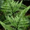 Shiny Bristle Fern - 1 Gallon Pot