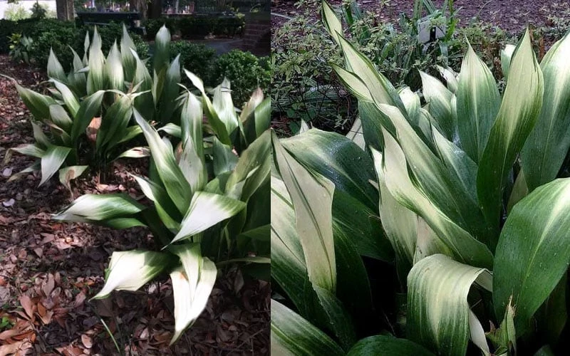 Snowcap Cast Iron Plant (Aspidistra Elatior 'Snowcap') - 3 Gallon Pot - Image 6