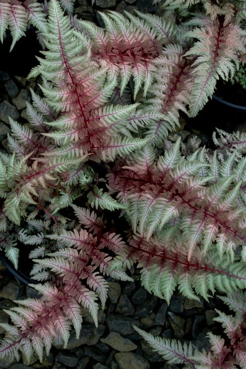 Regal Red Japanese Painted Fern - 1 Gallon Pot